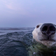 Image for article titled The best nature photo of the year is this badass polar bear